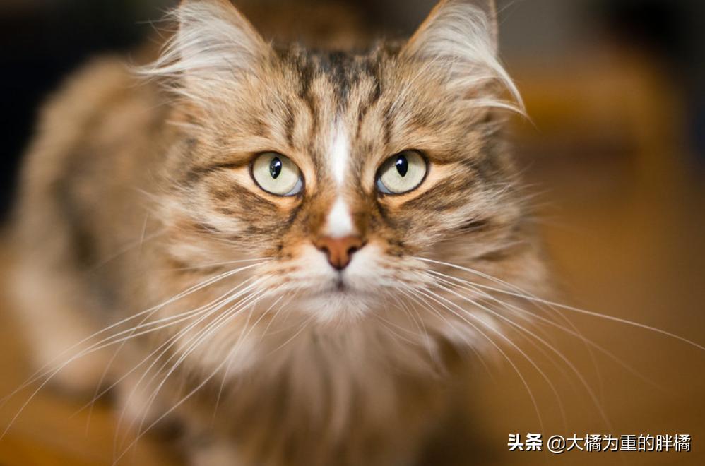 猫眼睛有两种色瞳,猫眼睛有多少种类型