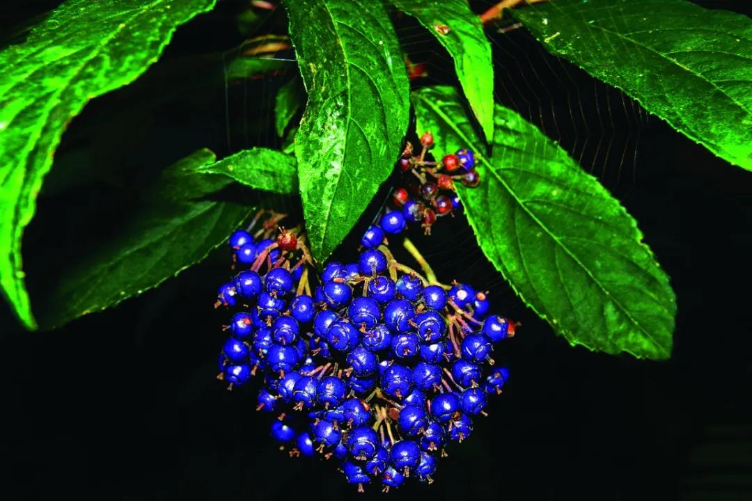 硬核整理!高清中药教材原植物彩*图色**谱(四期)