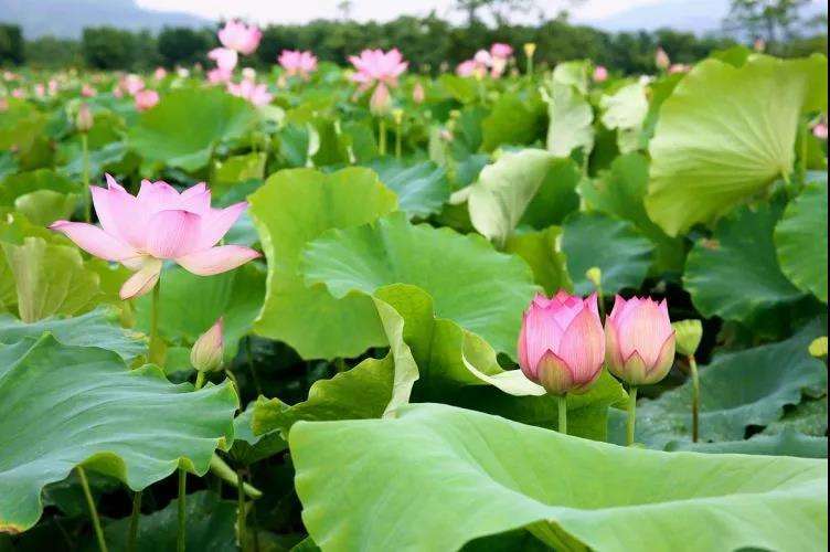 开往春天的广东列车,开往春天的列车是开往哪的