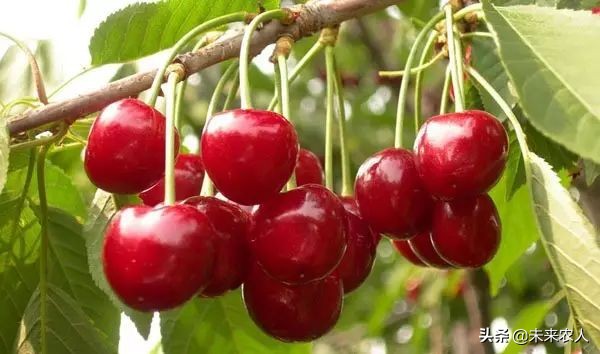 烤烟有机肥的正确使用方法,烟草专用有机肥怎么使用