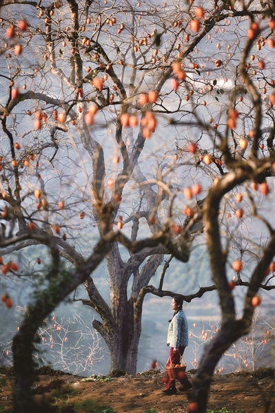 柿子红了过年了,柿子红了回农村