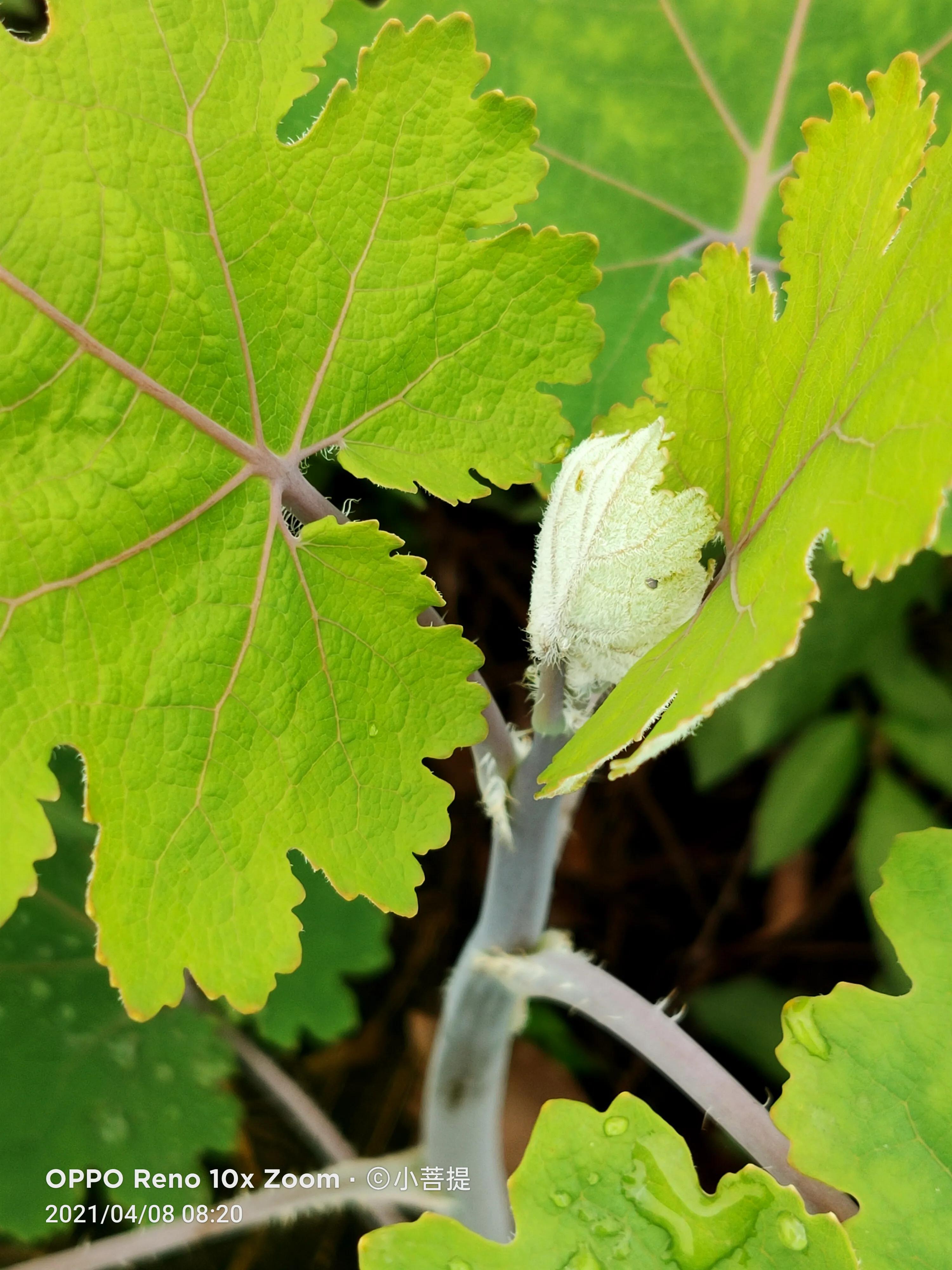 这种在草本里显得特别高大美丽的植物是罂栗的亲戚