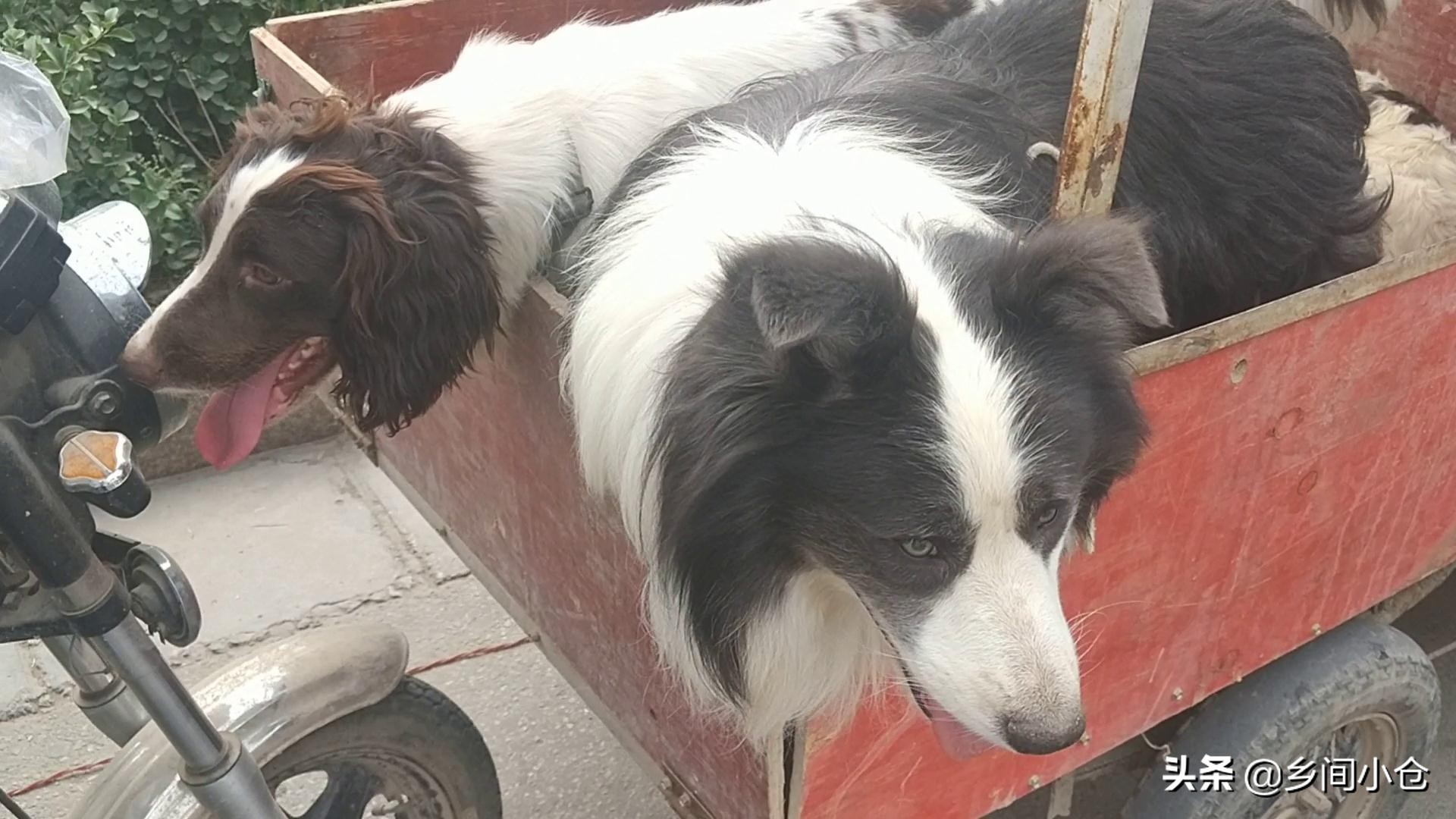 豫东最大狗市在哪里 (豫东南最大的狗市在哪里)