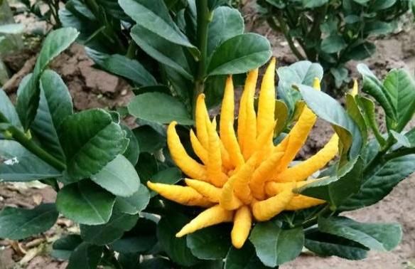 怎样才能让佛手早开花早结果,为什么佛手光长叶不开花结果