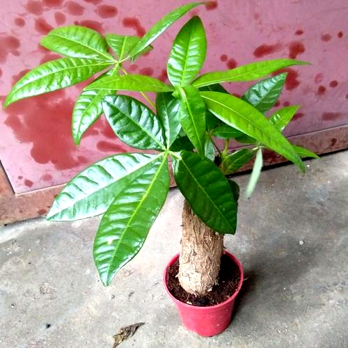 发财树爱光吗,发财树爱黄叶