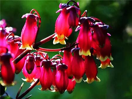 宫灯长寿花重瓣,小宫灯长寿花精品