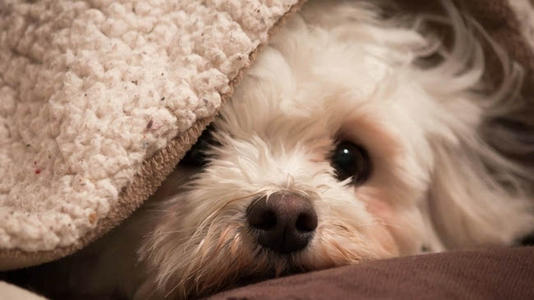 比熊老是不安分,比熊活泼乱跳不听话咋办