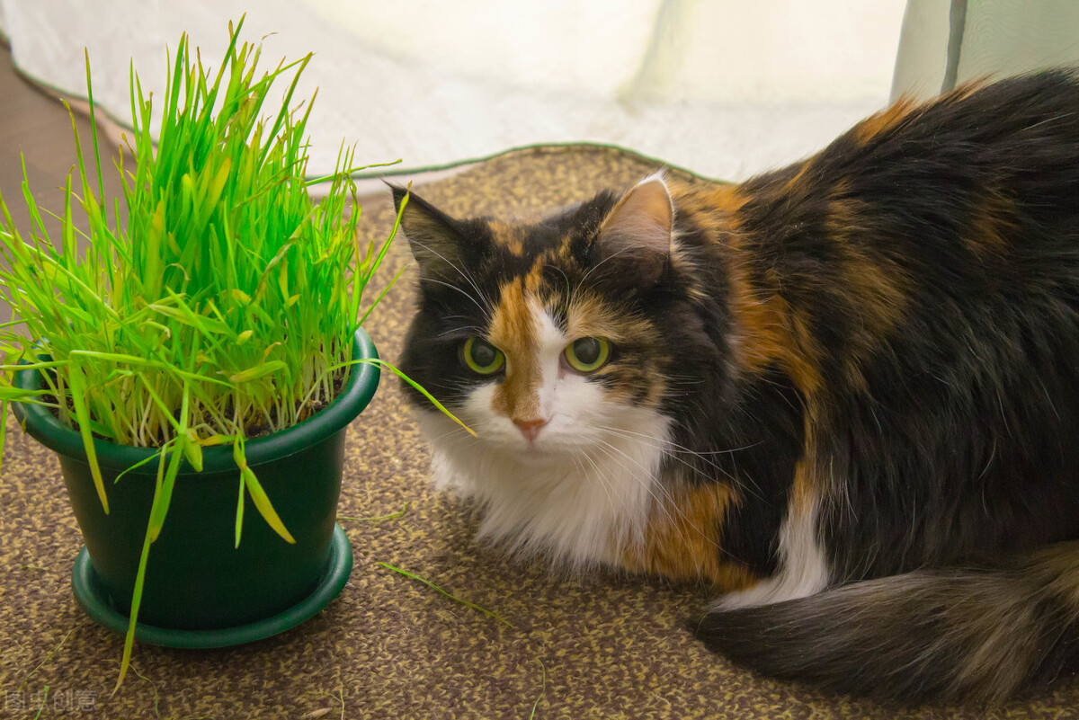 猫咪吐黄水带泡沫,猫咪一天吐七八次黄水