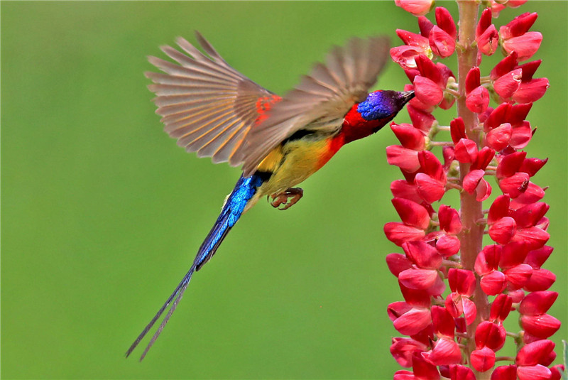 金沙遗址太阳鸟图片,叉尾太阳鸟图片大全