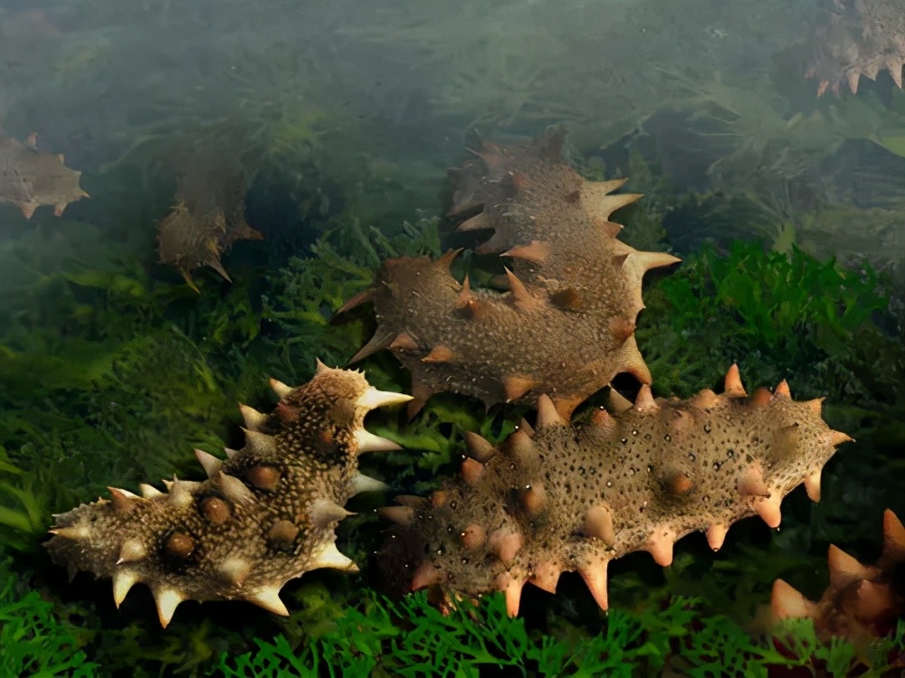 关于海参的秘密,海参的十大秘密