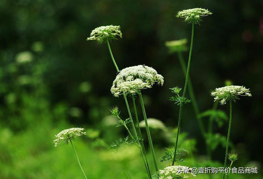 蛇床子的功效与作用及图片,蛇床子的功效和作用是什么