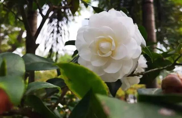 深圳花海公园推荐景点有哪些,深圳花海公园地址在哪里