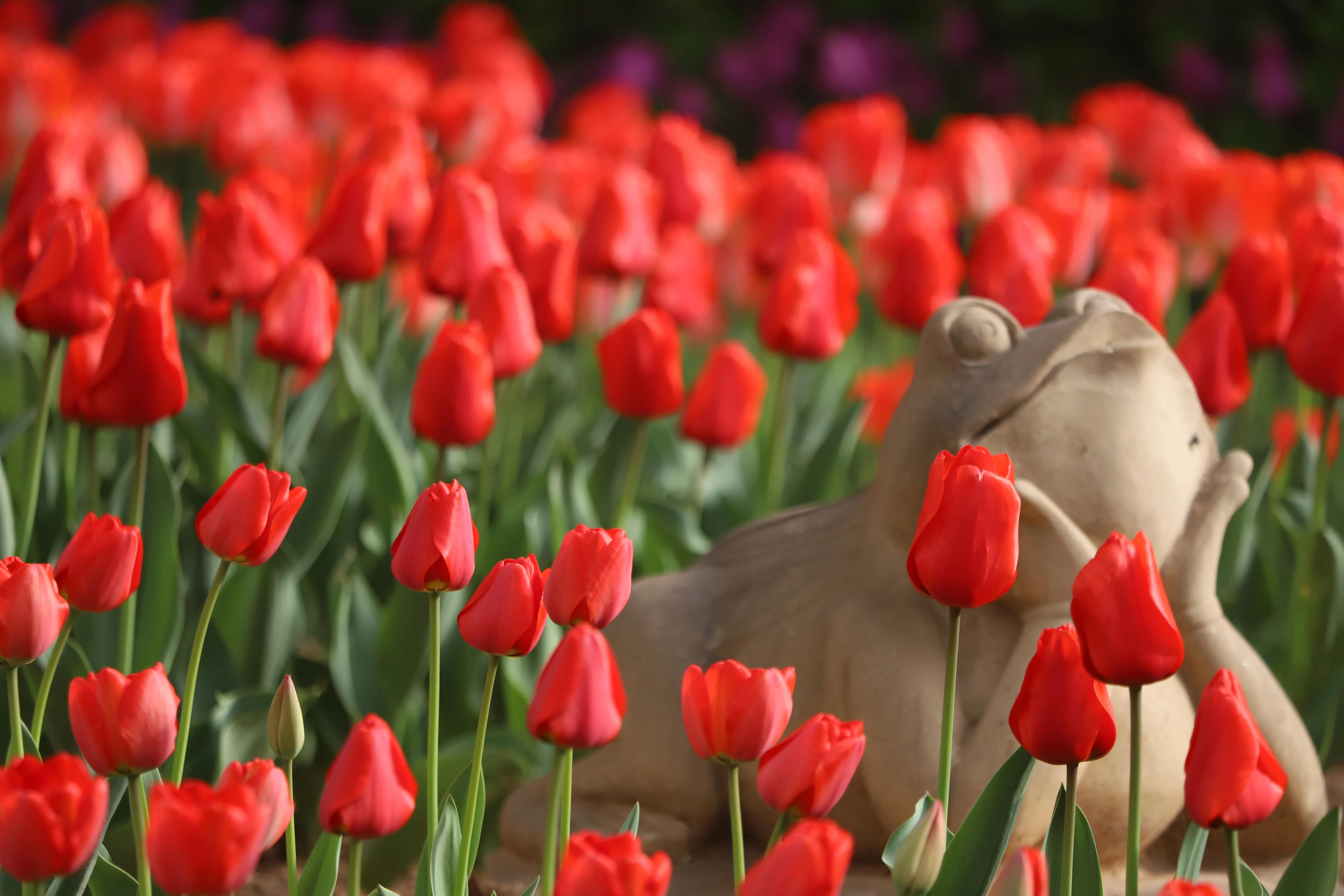 骏景花园116平米,骏景花园小区效果图