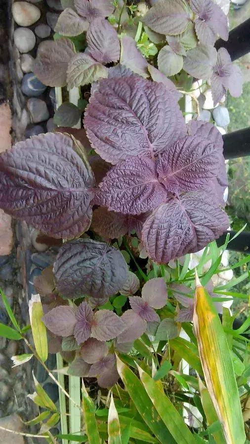 春天养一盆草花,养这4种花放松安神能睡更香