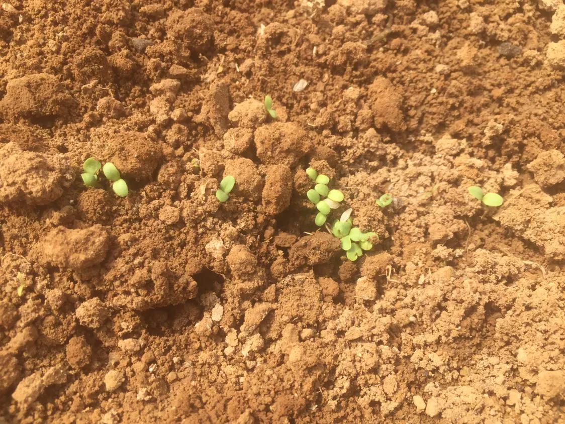 种菜前怎么种不长草,种菜怎么不长草