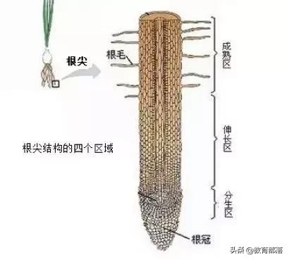 初中生物会考复习计划,初中生物会考复习资料全套