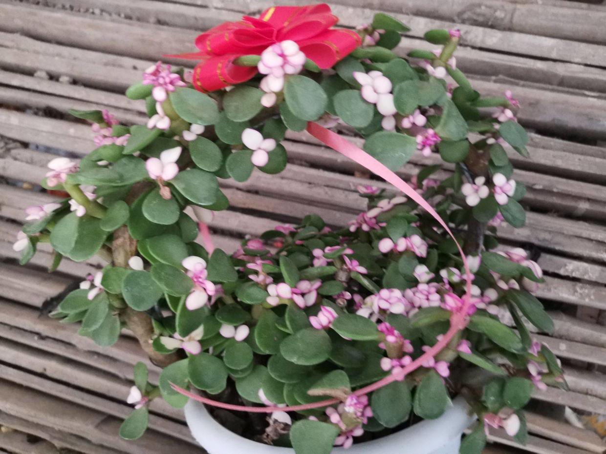 金枝玉叶雅乐之舞老桩,金枝玉叶雅乐之舞怎么养成老桩