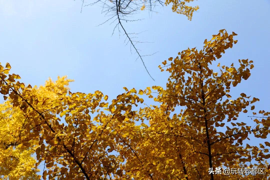 郫都区十大银杏打卡地,郫都区看银杏最好的地方