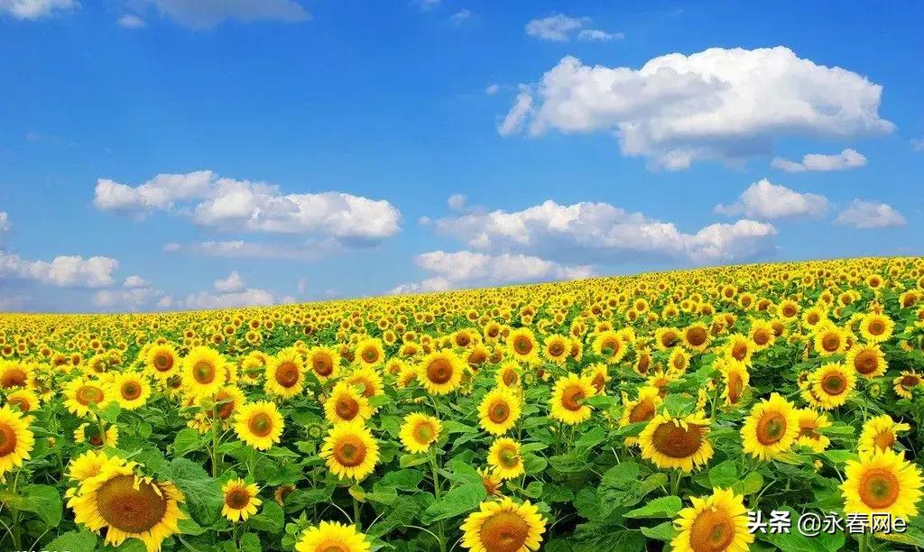 永春岵山荔枝节几点开始,永春岵山第十一届荔枝节