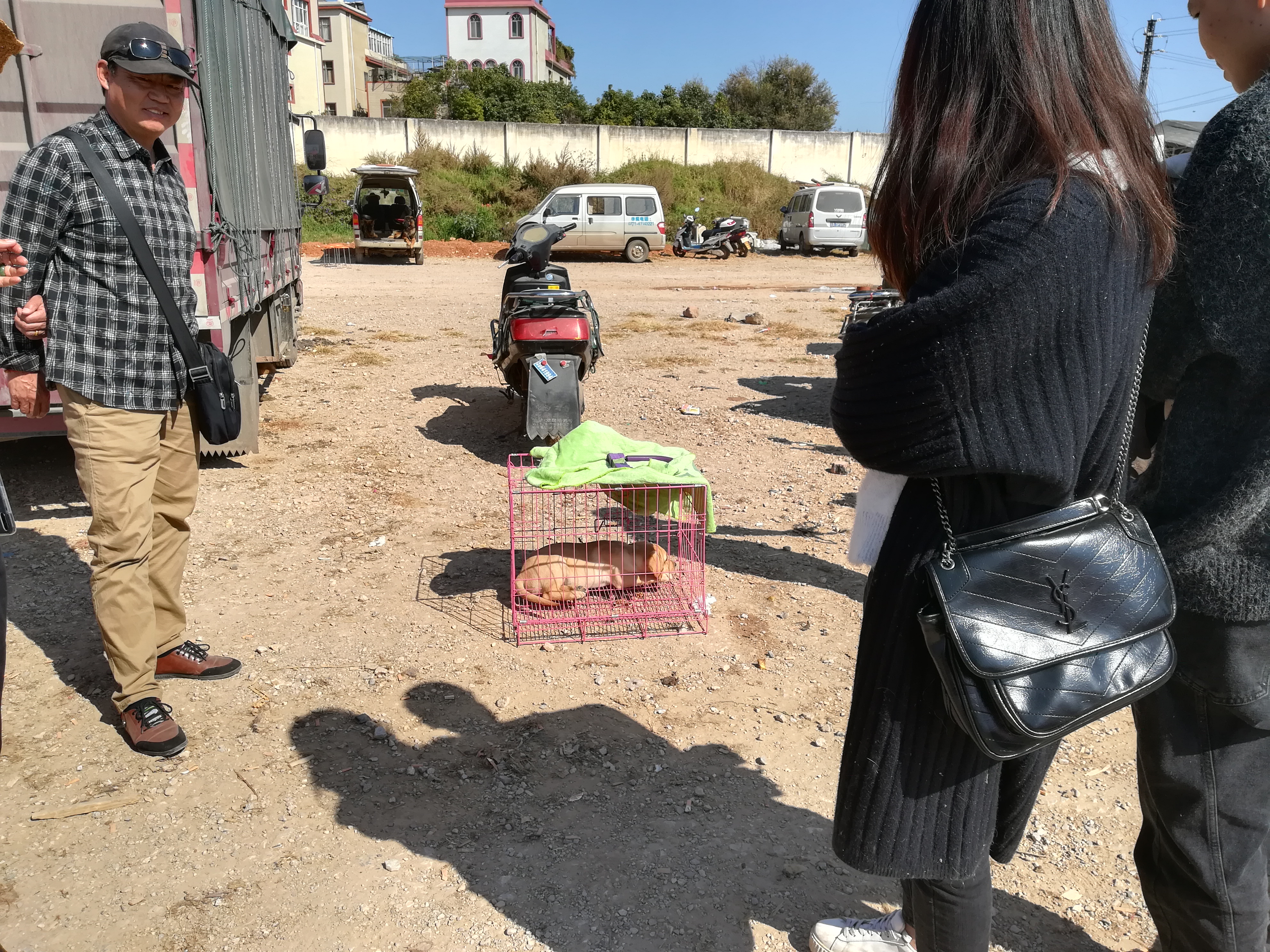 拉布拉多纯正血统成年出售,正规血统的拉布拉多价位