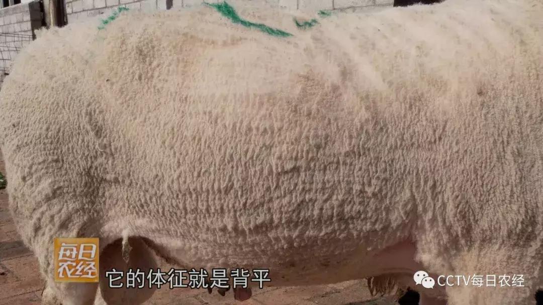 吃得了杜仲，卖的出价钱的羊