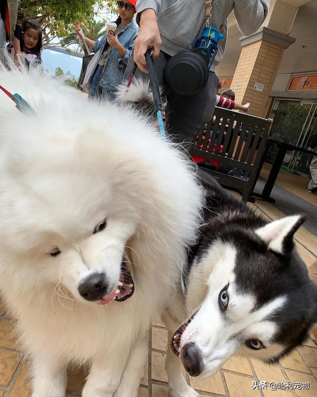 萨摩耶小声吵架,萨摩耶跟其他狗吵架吵不过