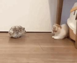 猫咪咬人怎么区分真咬假咬,猫咪如果经常咬你的手怎么办