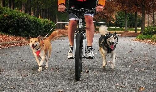 遛狗需要注意哪些小型犬,遛狗减肥选什么狗