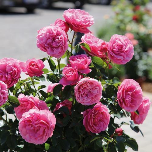 北面院子适合种什么爬藤开花植物,爬藤植物有哪些适合小庭院种植