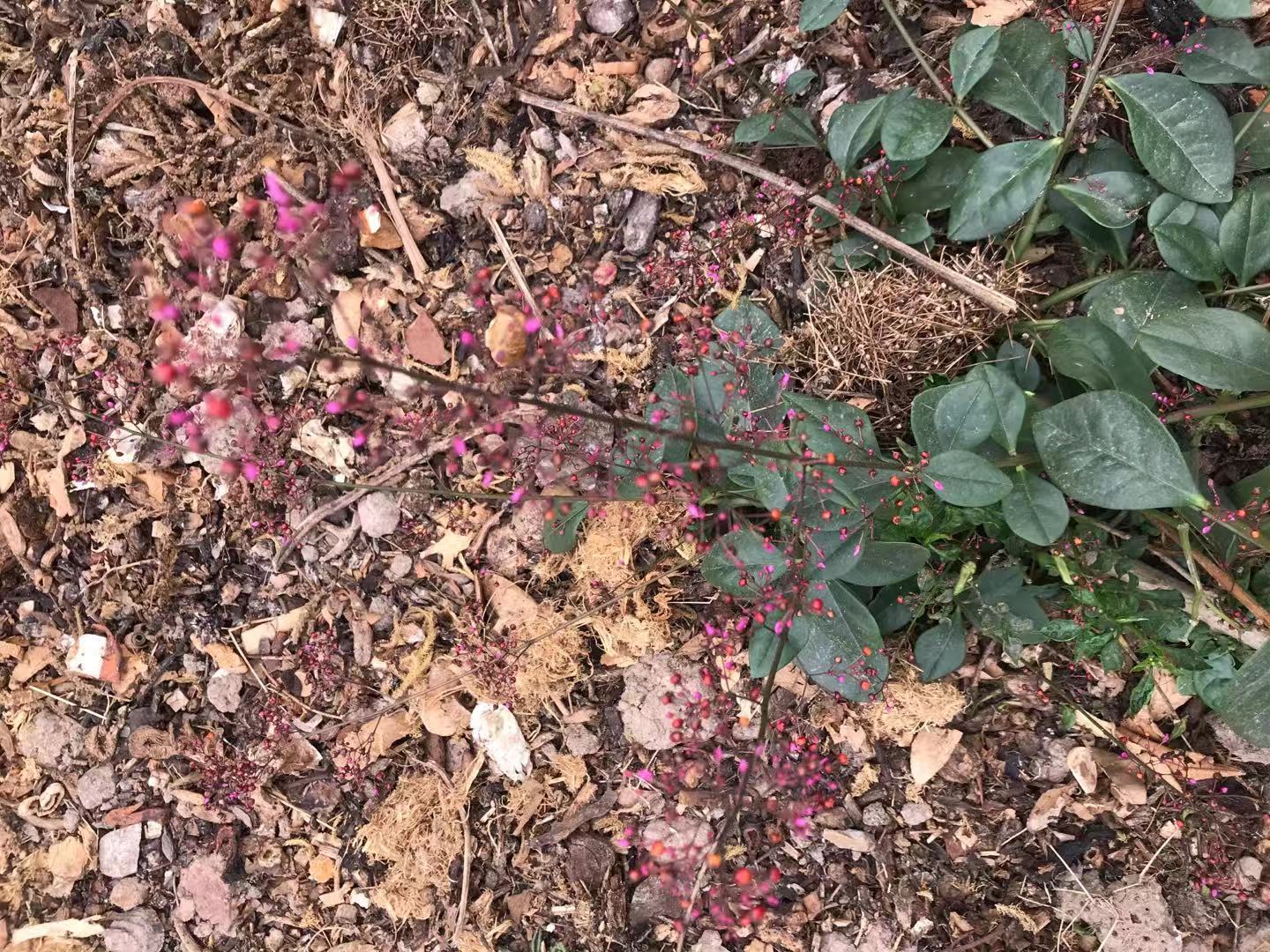 野土人参图片及药用功效,土人参的神奇功效