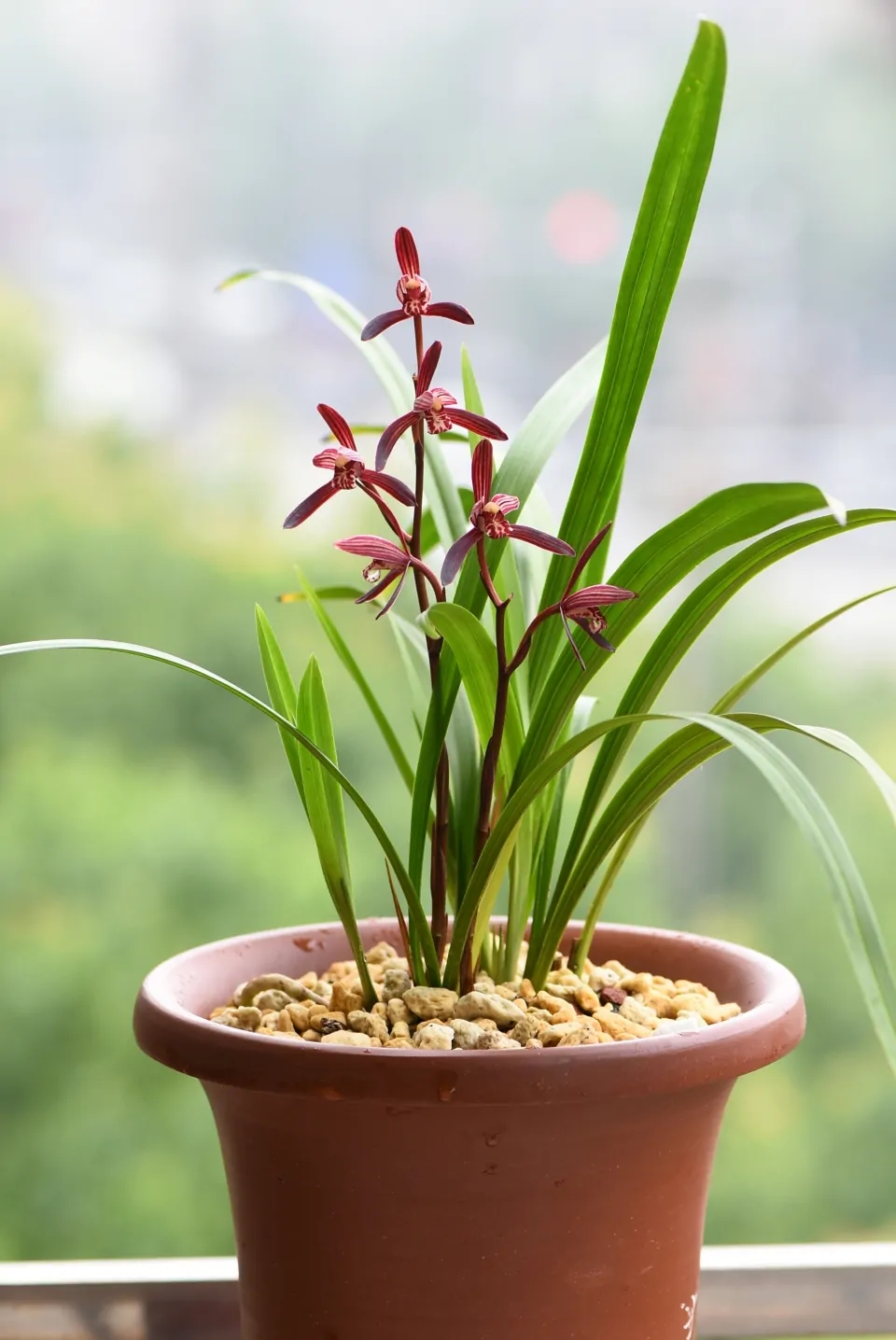 这“38种花”,当你开始收集品种时,你已入坑颇深