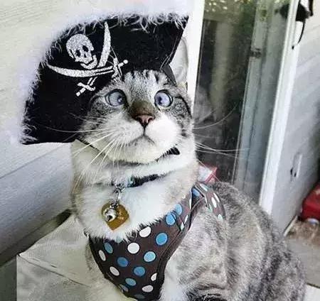 福懋动物医院：猫咪突然斗鸡眼，别顾着喊萌，可能还得喊医生