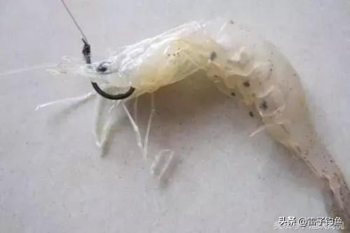 海钓活饵钓鱼的正确方法,海钓钓鱼饵料搭配最佳配方