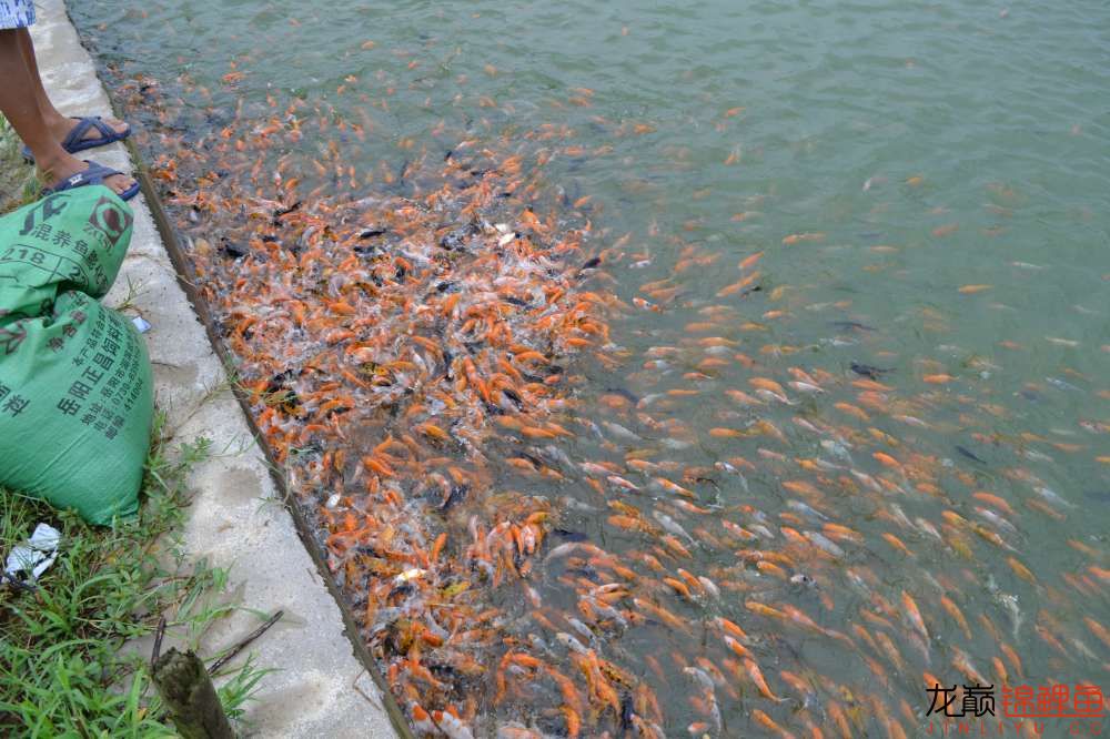 锦鲤苗成长,日本锦鲤水花苗成长