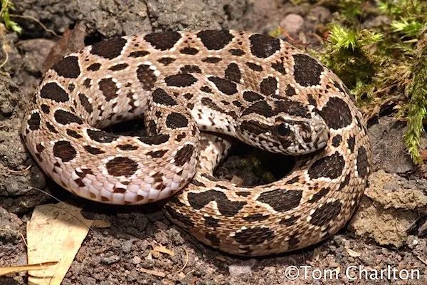 陆栖毒蛇毒性排行,毒蛇毒性分类