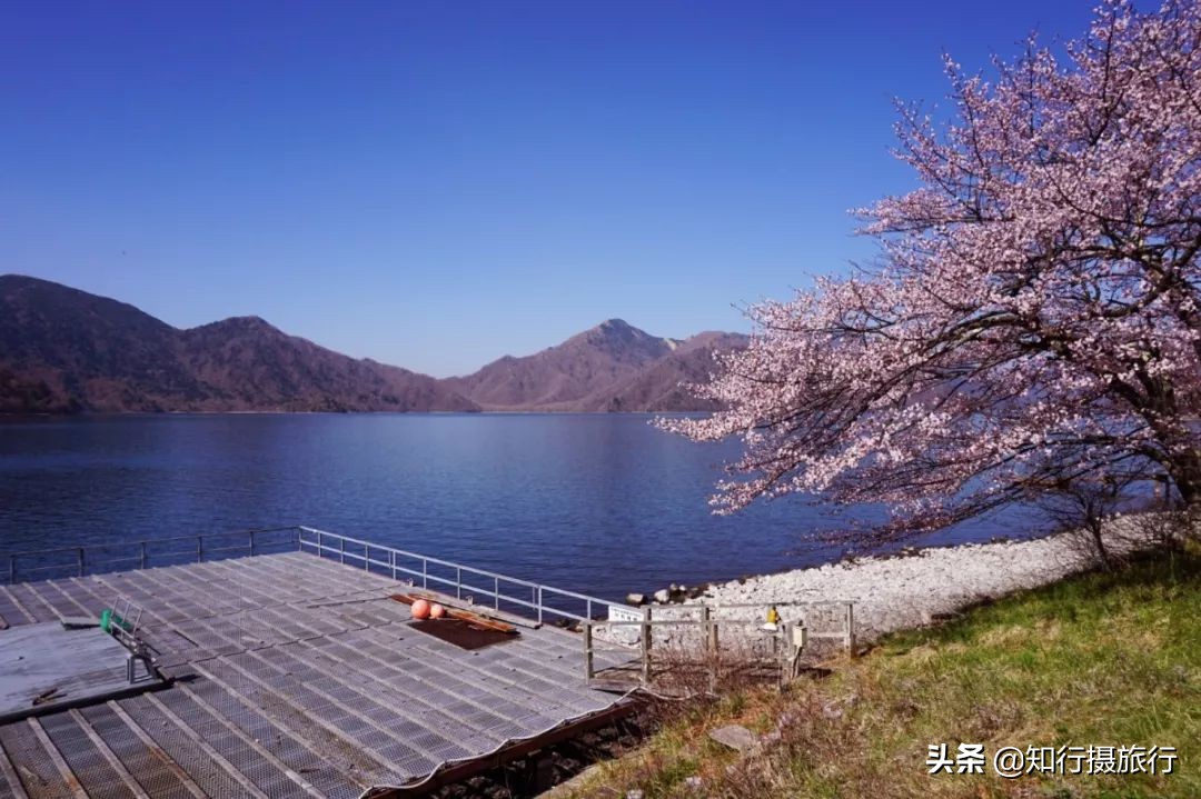 日本樱花季是八月几号,2020年日本樱花花期表