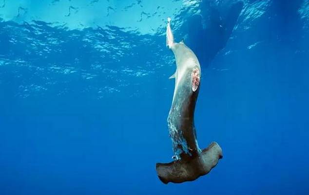 明朝皇帝为什么让郑和下西洋,明朝时郑和带来的食物