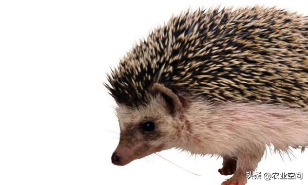 刺猬养殖的发展前景,刺猬的养殖技术视频