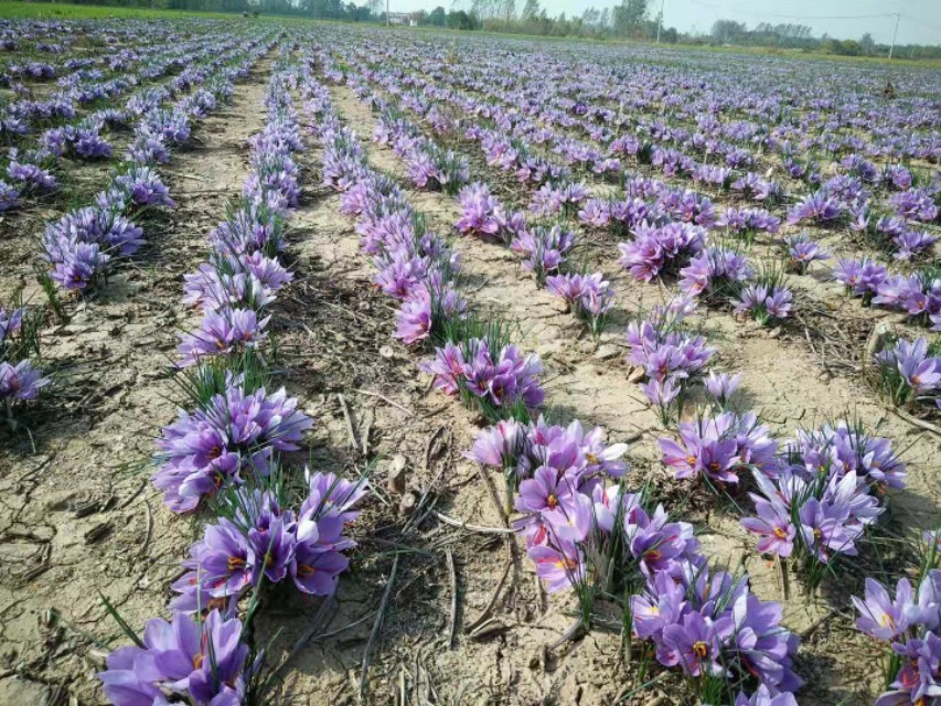 西红花和我的故事