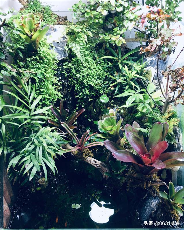 自来水养水草，无须考虑太多，基本的装备，就可轻松养草