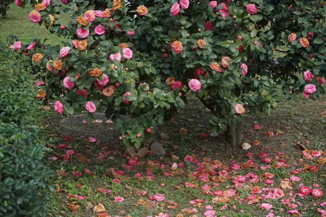 陆游春节的诗,陆游写的关于成都的诗
