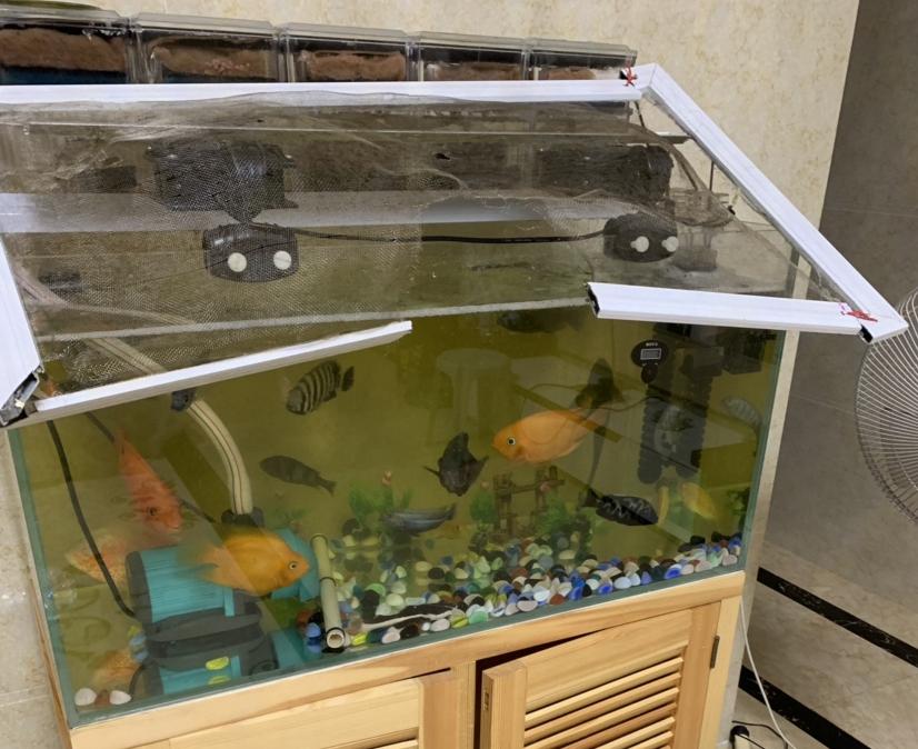 每次换水鱼缸都是雾蒙蒙的,每次换完水鱼缸水浑