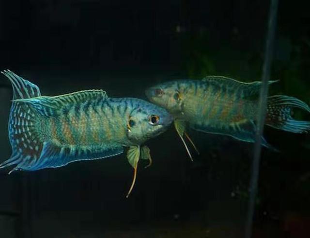 新手养斗鱼推荐品种有哪些,斗鱼科属
