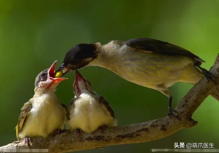 真正的摄影艺术，不是把猫绑在绳子上扔着飞起来