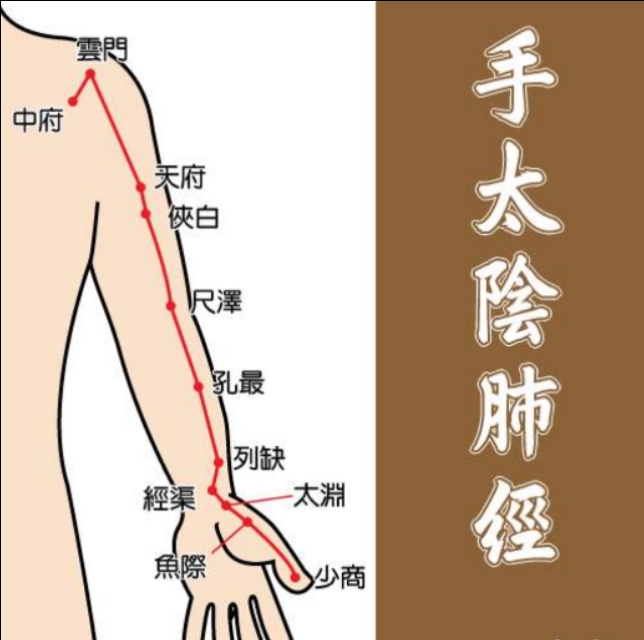 经穴之可治小儿高热，咽喉肿痛的少商穴