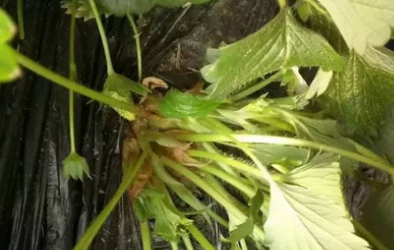 草莓苗枯芽病,草莓芽枯病视频