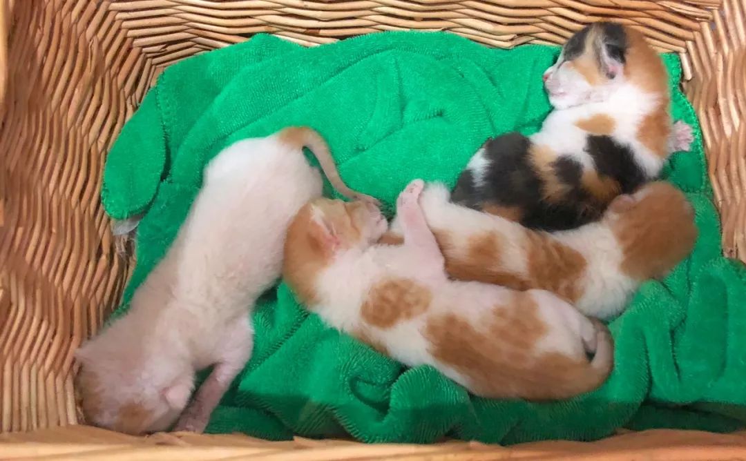 猫窝老是被猫咪压塌,猫窝总被压趴怎么办