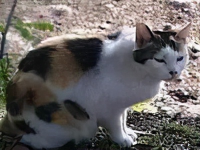 长着胡子的猫咪什么品种,有胡子的猫咪是哪种猫