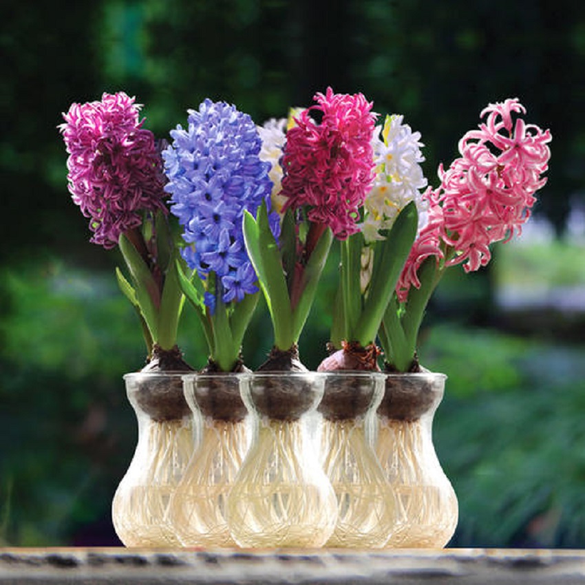 风信子叶子徒长却不开花怎么办,风信子怎样水养才能开花