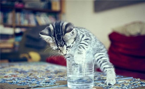 不管是黑猫还是白猫,大猫小猫都是猫